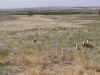 bighorn04.JPG (84150 bytes)