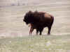 custer11.JPG (68614 bytes)