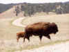 custer12.JPG (61599 bytes)