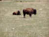 custer21.JPG (91432 bytes)