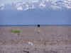 homer29.JPG (73823 bytes)