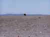 homer30.JPG (59028 bytes)