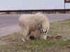 rushmore22.JPG (66397 bytes)