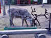 santa05.JPG (96912 bytes)