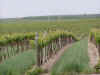 vineyard02.JPG (79392 bytes)