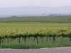 vineyards01.JPG (68887 bytes)